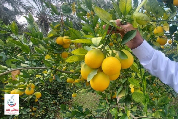 جهان‌گردی مرکبات مازندران